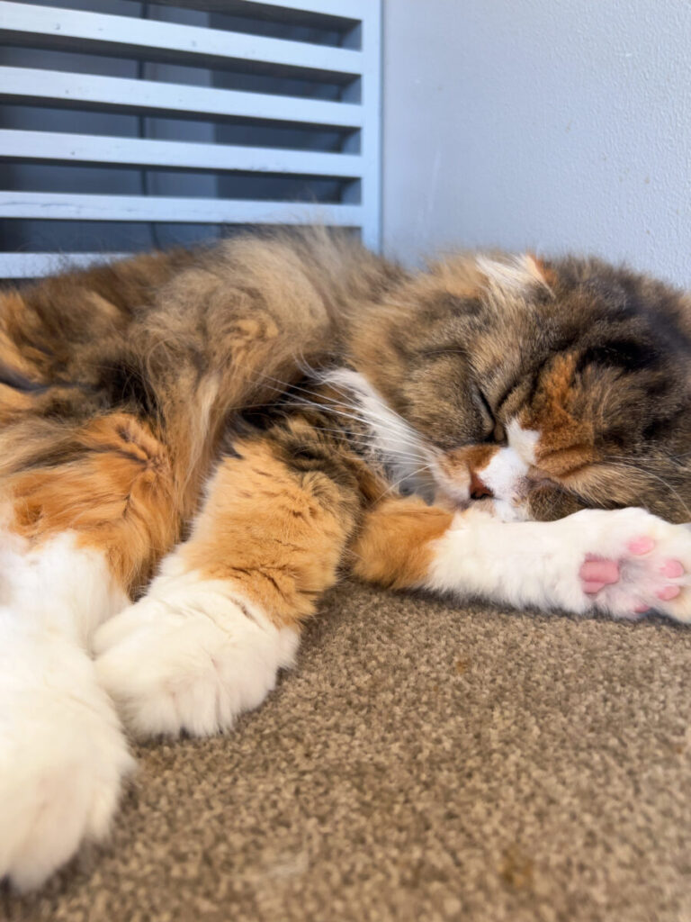 猫カフェ【イワイユウ】のメイン画像